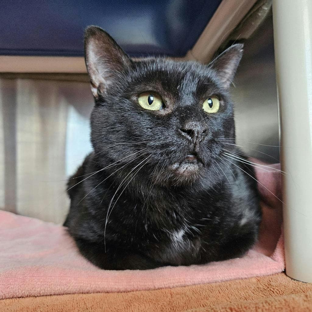 Bagheera - Domestic Short Hair cat available for adoption at Ontario SPCA (Ottawa Area) in Ottawa