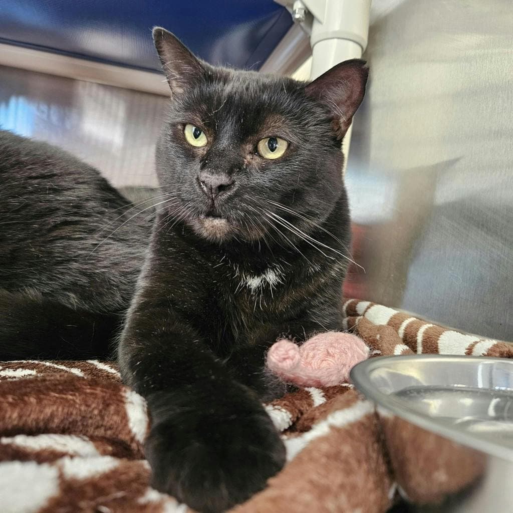 Bagheera - Domestic Short Hair cat available for adoption in Calgary