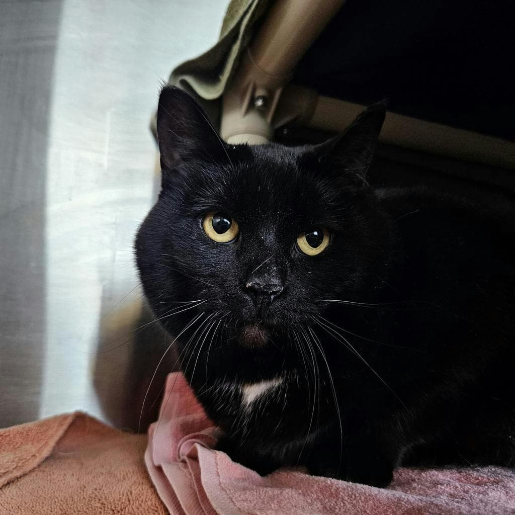 Pepper - Domestic Short Hair cat available for adoption at Ontario SPCA (Ottawa Area) in Ottawa