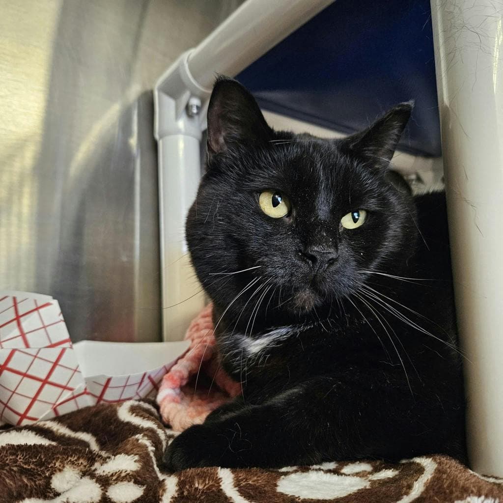 Pepper - Domestic Short Hair cat available for adoption in Calgary