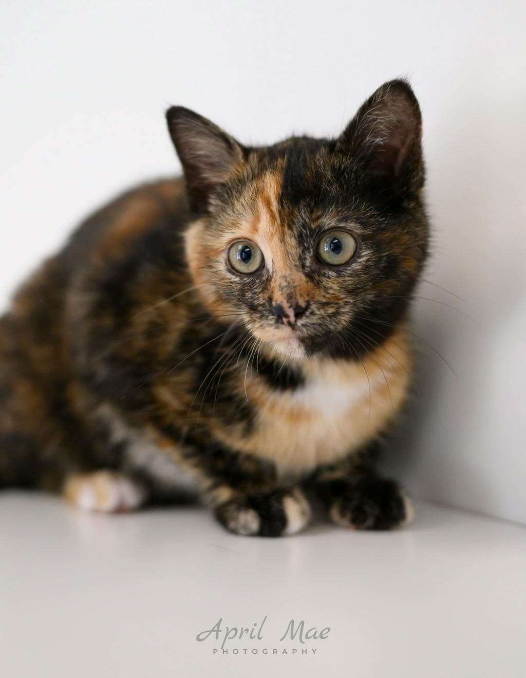 Martie - Domestic Short Hair cat available for adoption in Calgary
