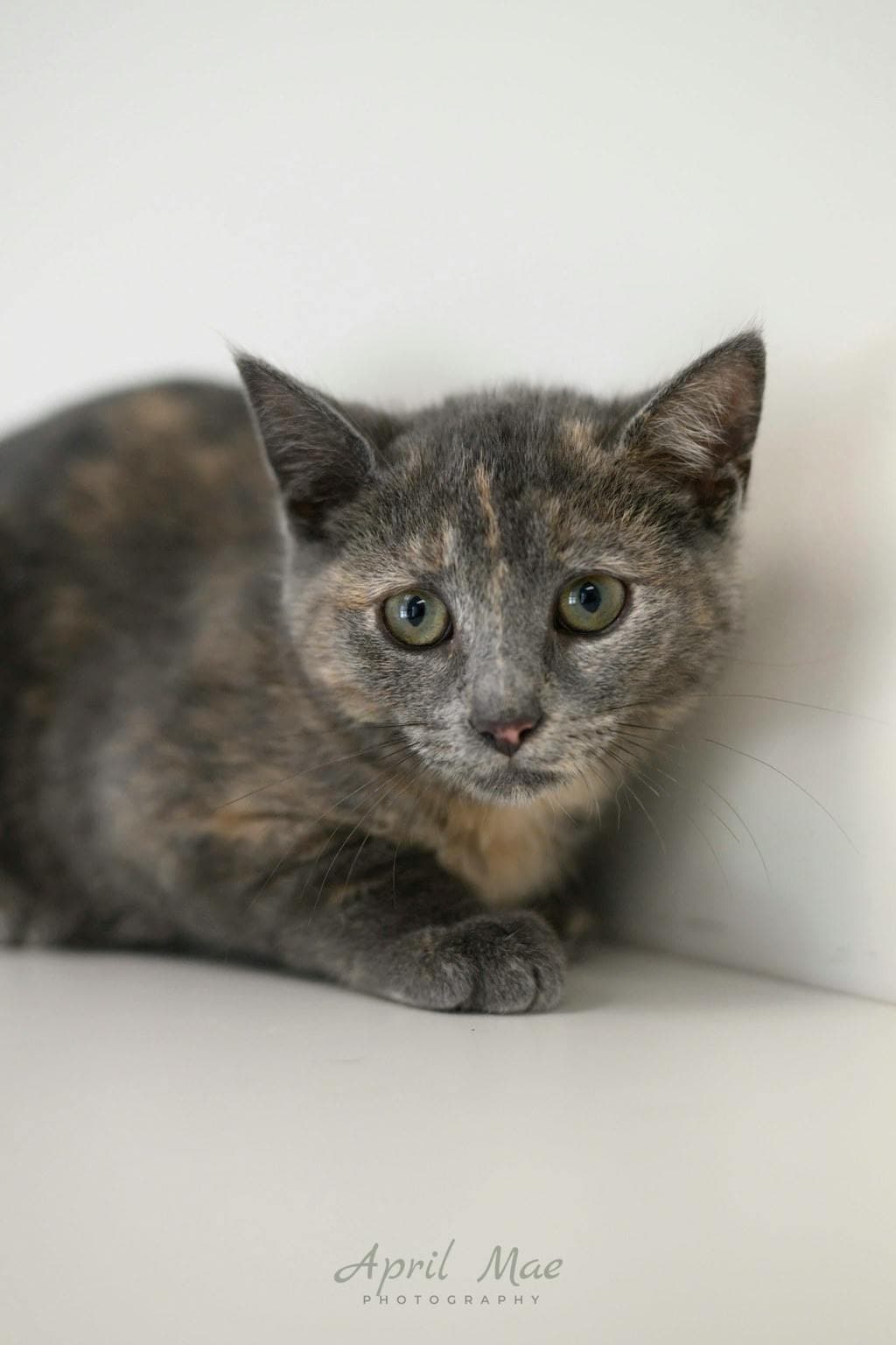 Emily - Domestic Short Hair cat available for adoption in Calgary