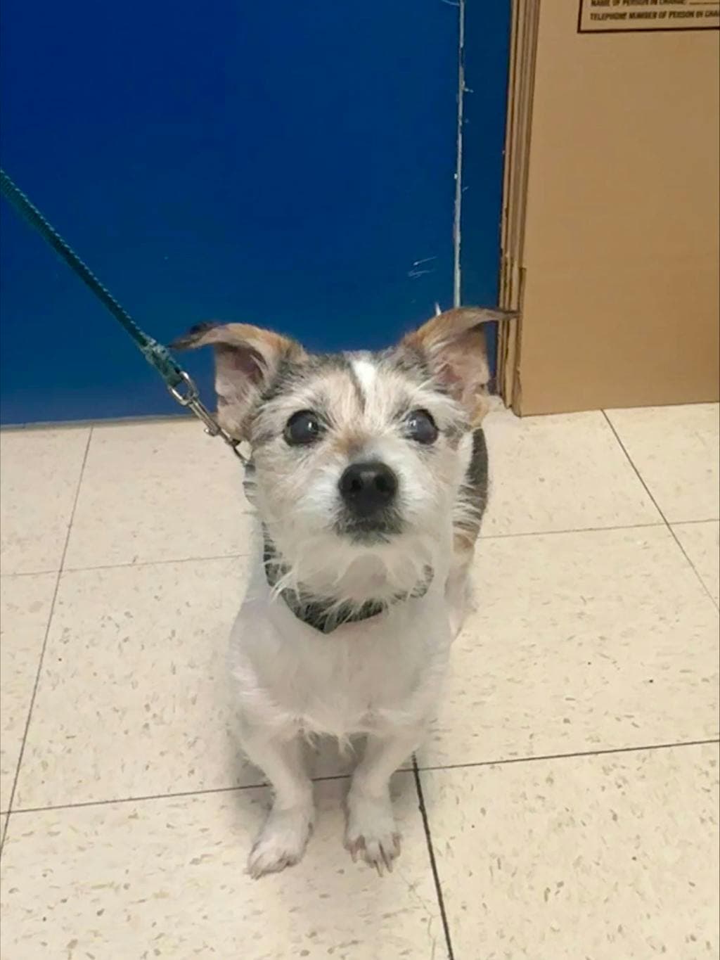 Odie - Terrier available for adoption at Ontario SPCA (Ottawa Area) in Ottawa
