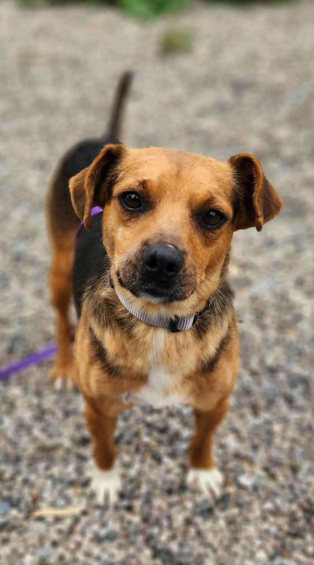 Muskrat - Beagle available for adoption at Ontario SPCA (Ottawa Area) in Ottawa