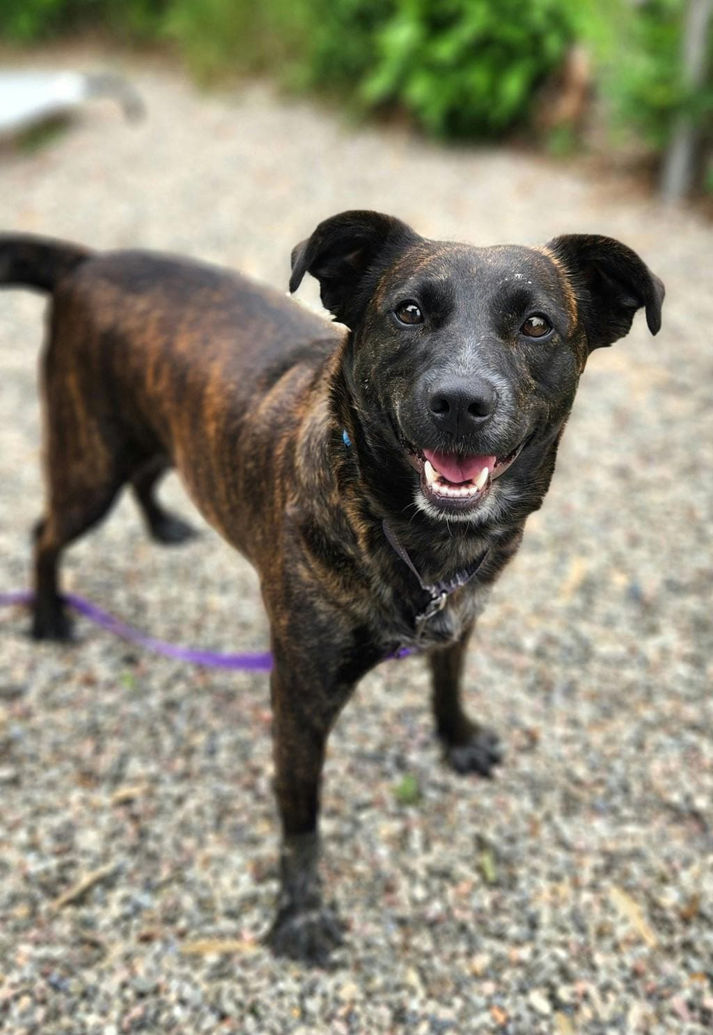 Bramble Rose - Cur, Mountain available for adoption at Ontario SPCA (Ottawa Area) in Ottawa