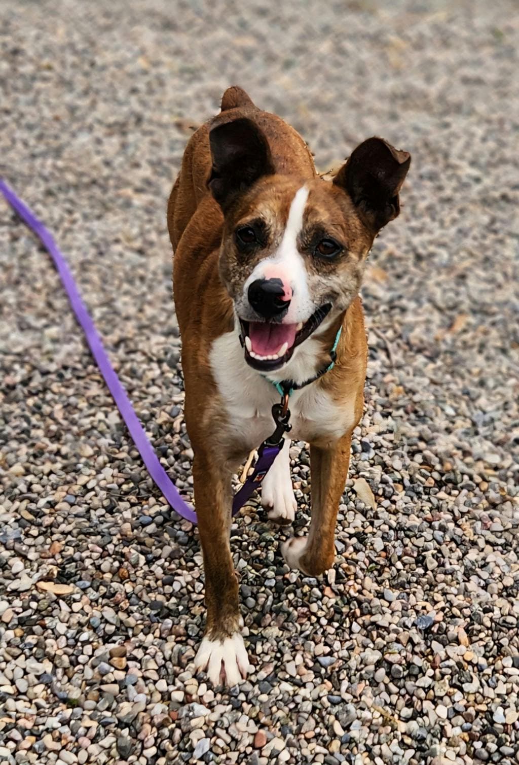 Hatley - Feist available for adoption at Ontario SPCA (Ottawa Area) in Ottawa