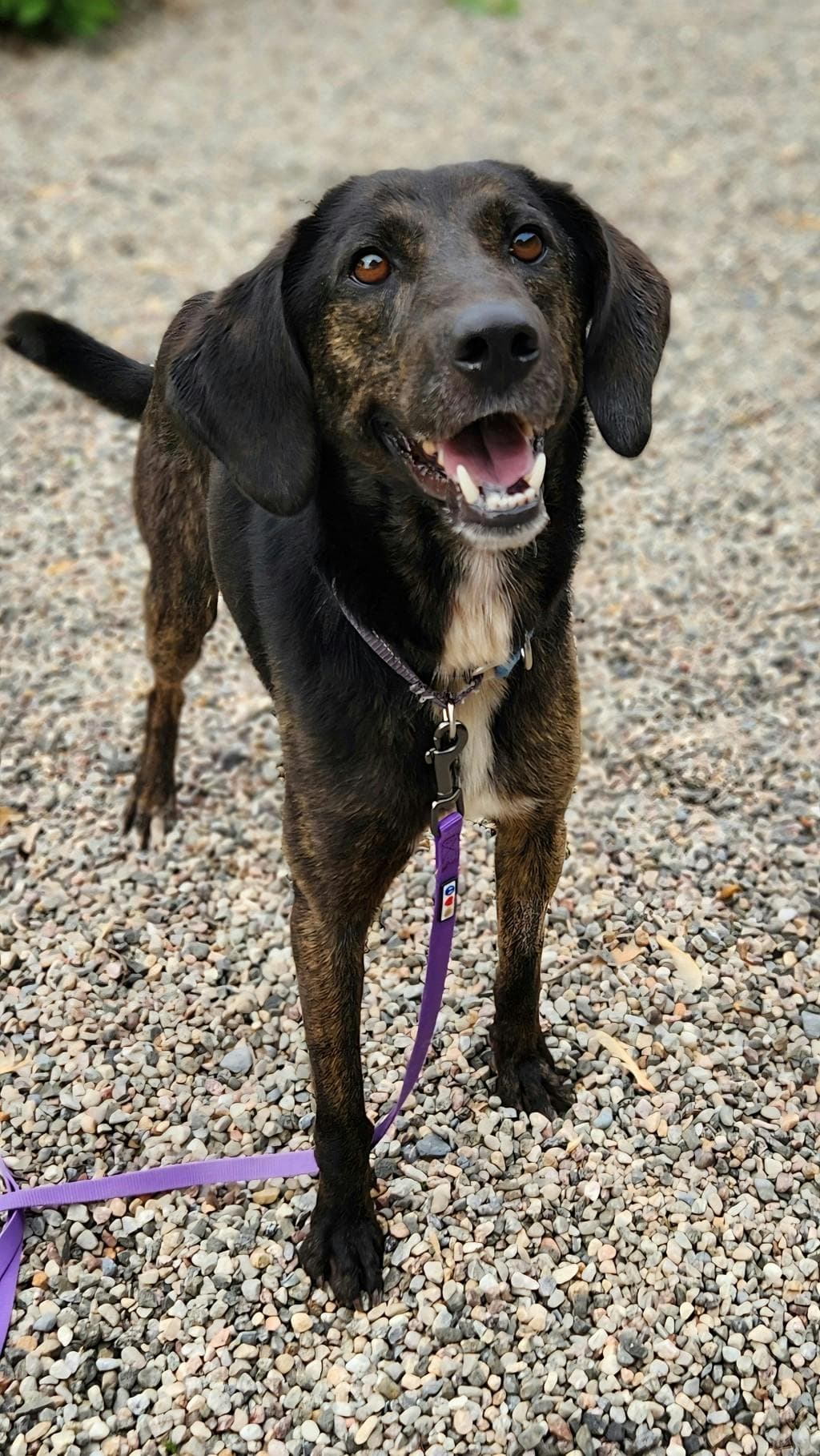 Luke - Mixed Breed, Medium (up to 44 lbs fully grown) available for adoption at Ontario SPCA (Ottawa Area) in Ottawa