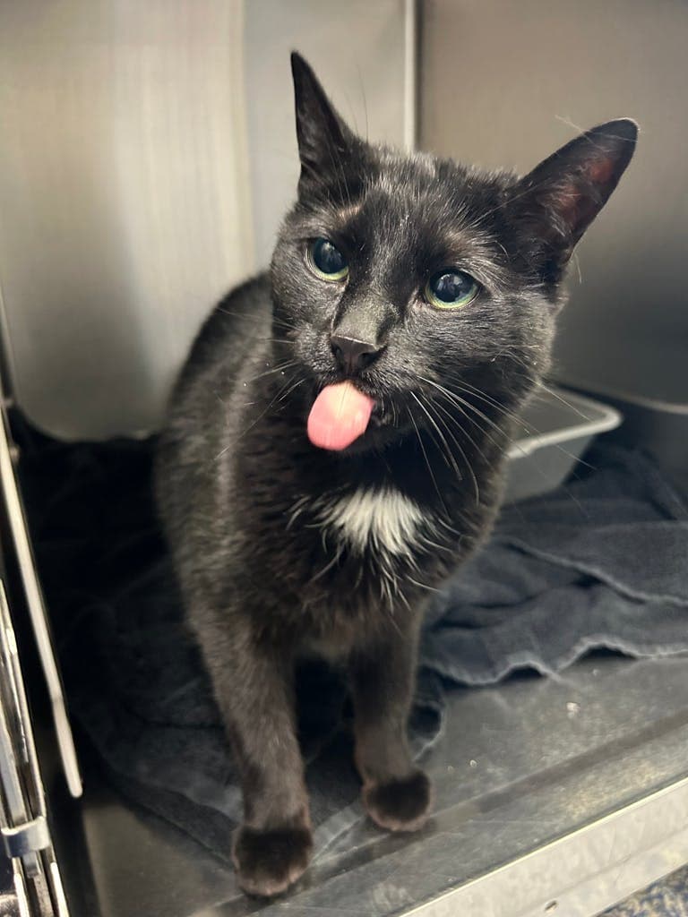 Dezirae - Domestic Short Hair cat available for adoption in Calgary