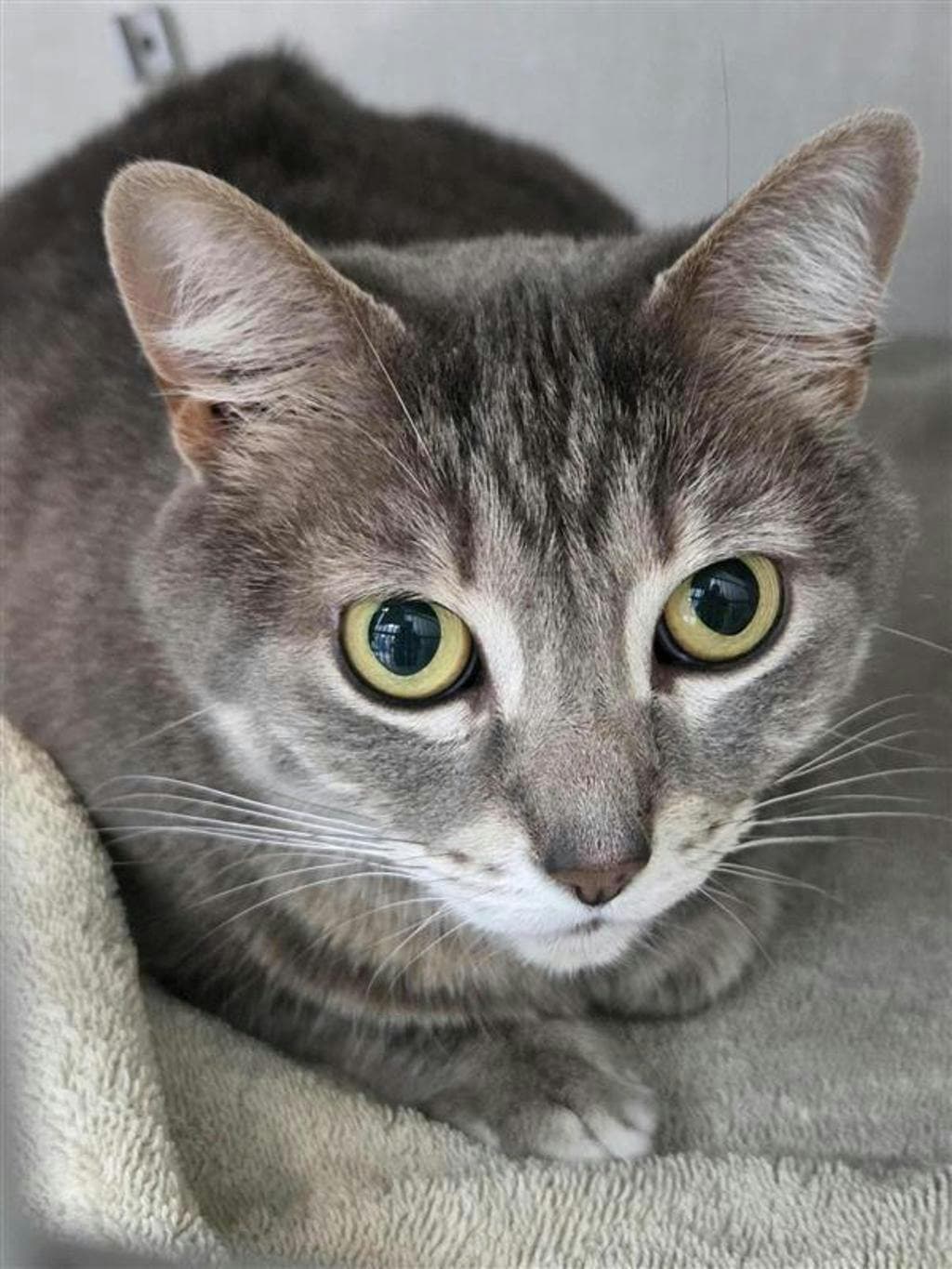 Thora - Domestic Short Hair cat available for adoption at Ontario SPCA & Humane Society in Midland