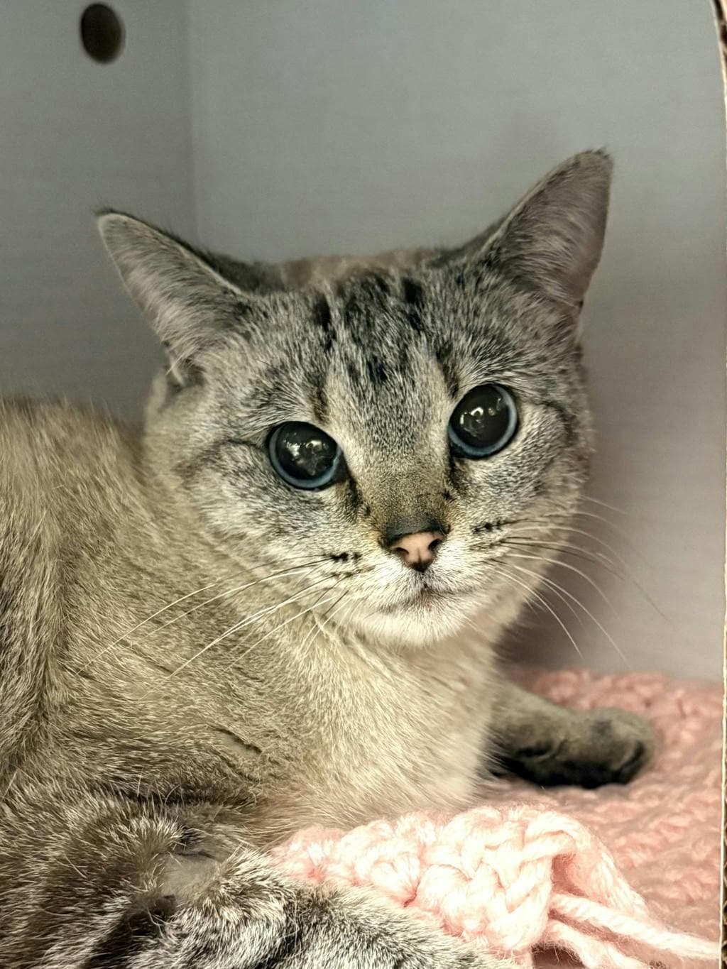 Aqua - Colourpoint Shorthair cat available for adoption in Calgary