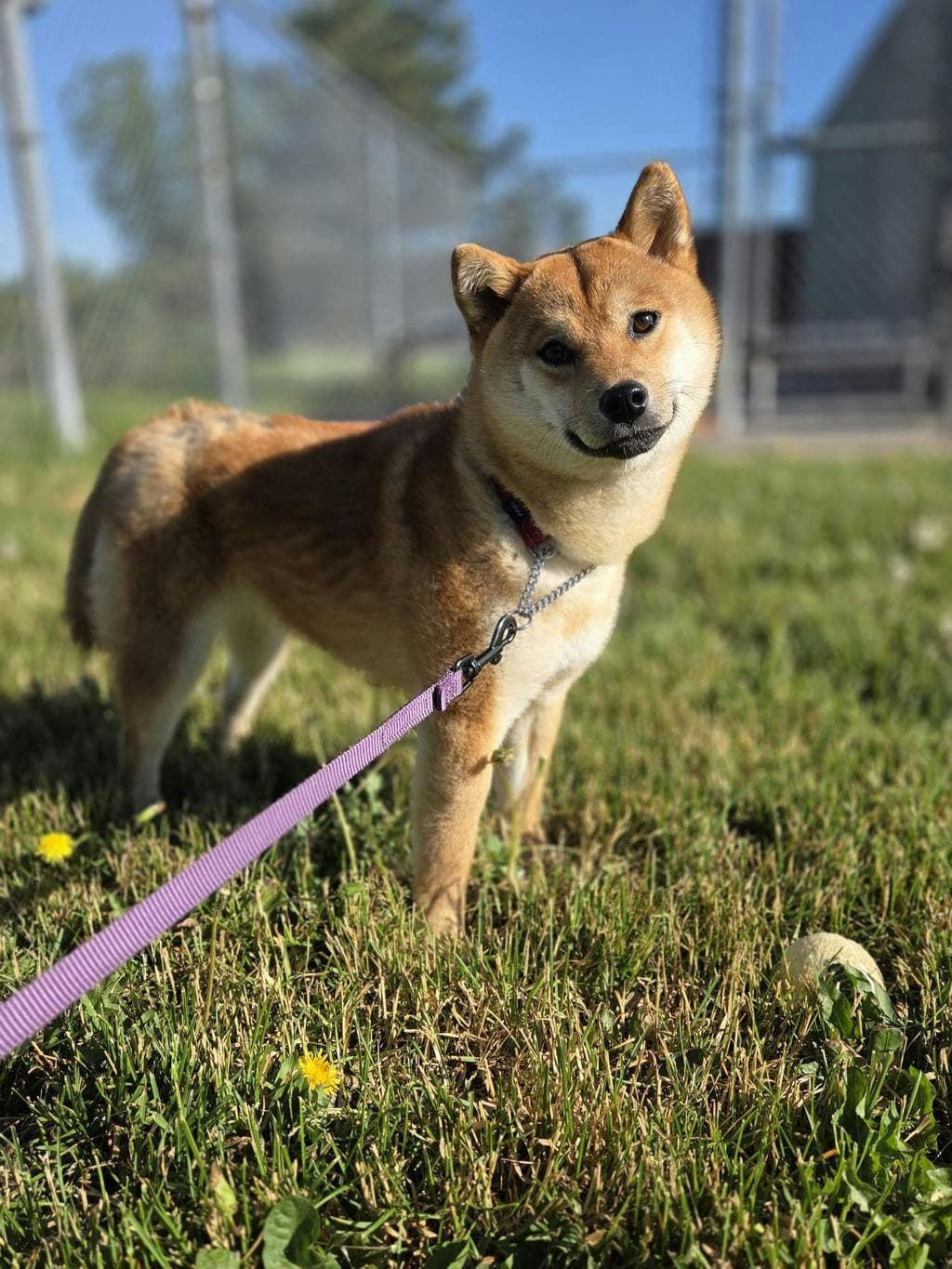 Bell - Shiba Inu available for adoption at Ontario SPCA (Toronto Area) in Toronto