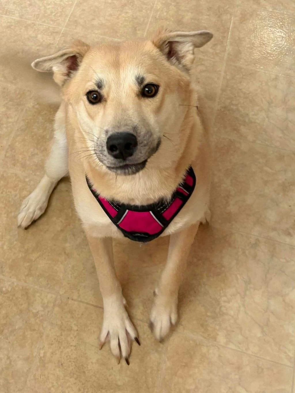 Bailey Snickerdoodles - Mixed Breed, Medium (up to 44 lbs fully grown) available for adoption at Ontario SPCA (Central Ontario) in Toronto