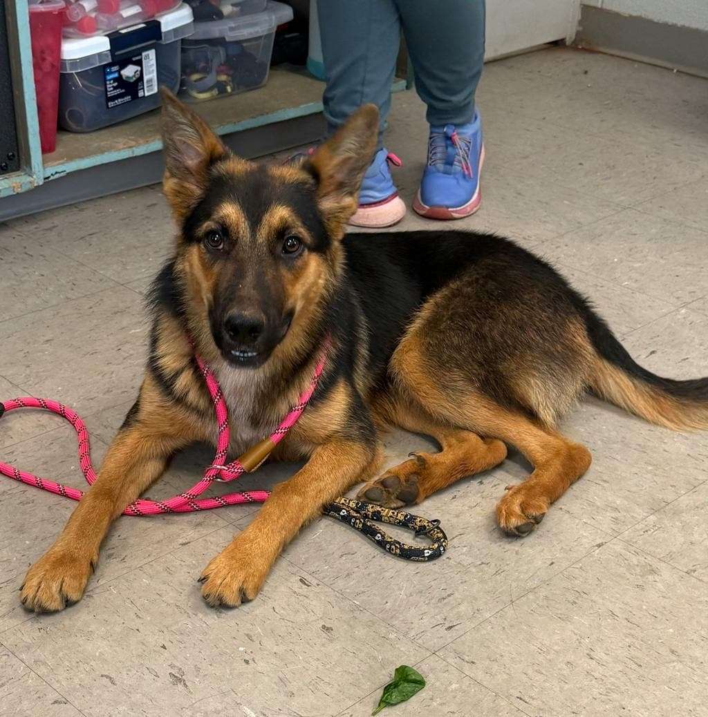 Silas - German Shepherd available for adoption at Ontario SPCA (Central Ontario) in Toronto