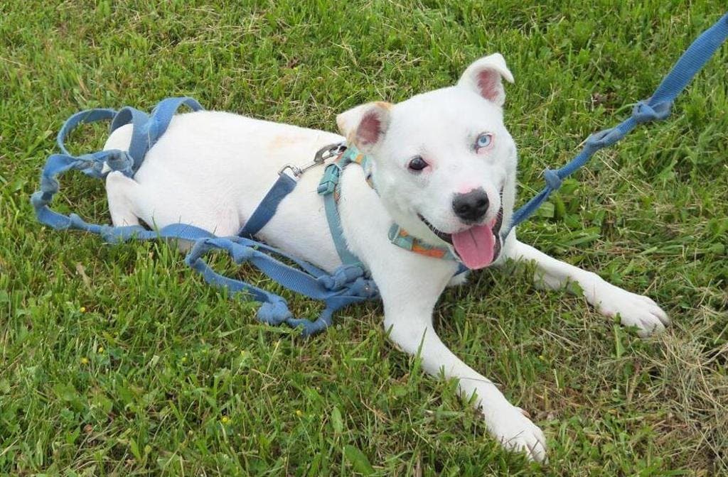 Frosty - Husky Mixed available for adoption at Ontario SPCA (Central Ontario) in Toronto
