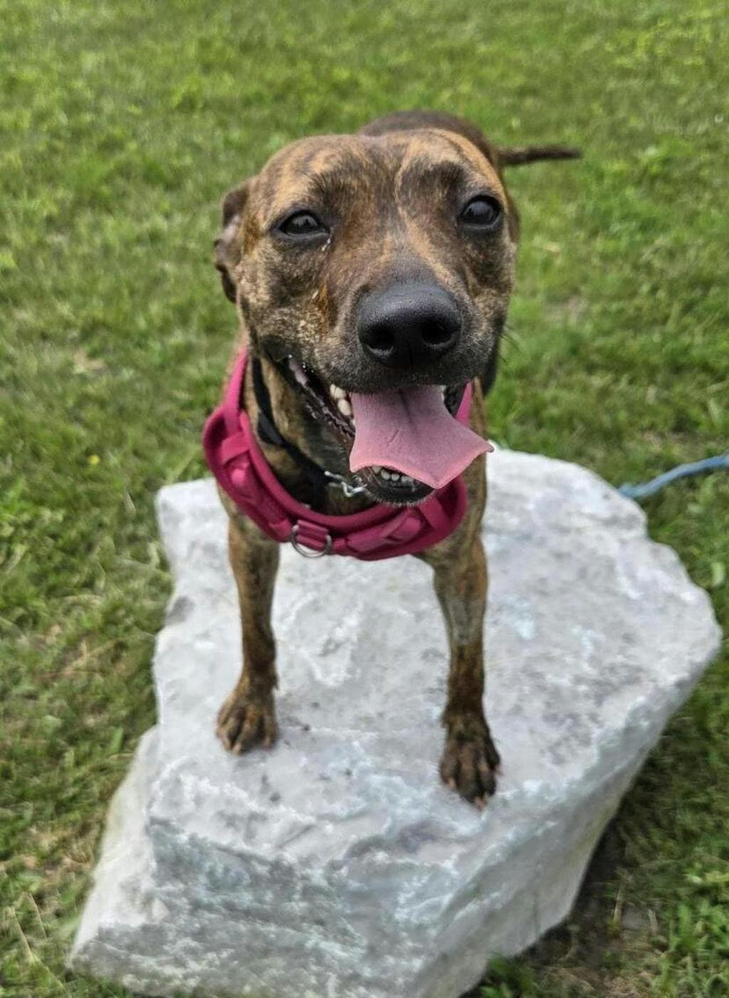 Ducky - Royal Bahamian Potcake available for adoption at Ontario SPCA (Central Ontario) in Toronto