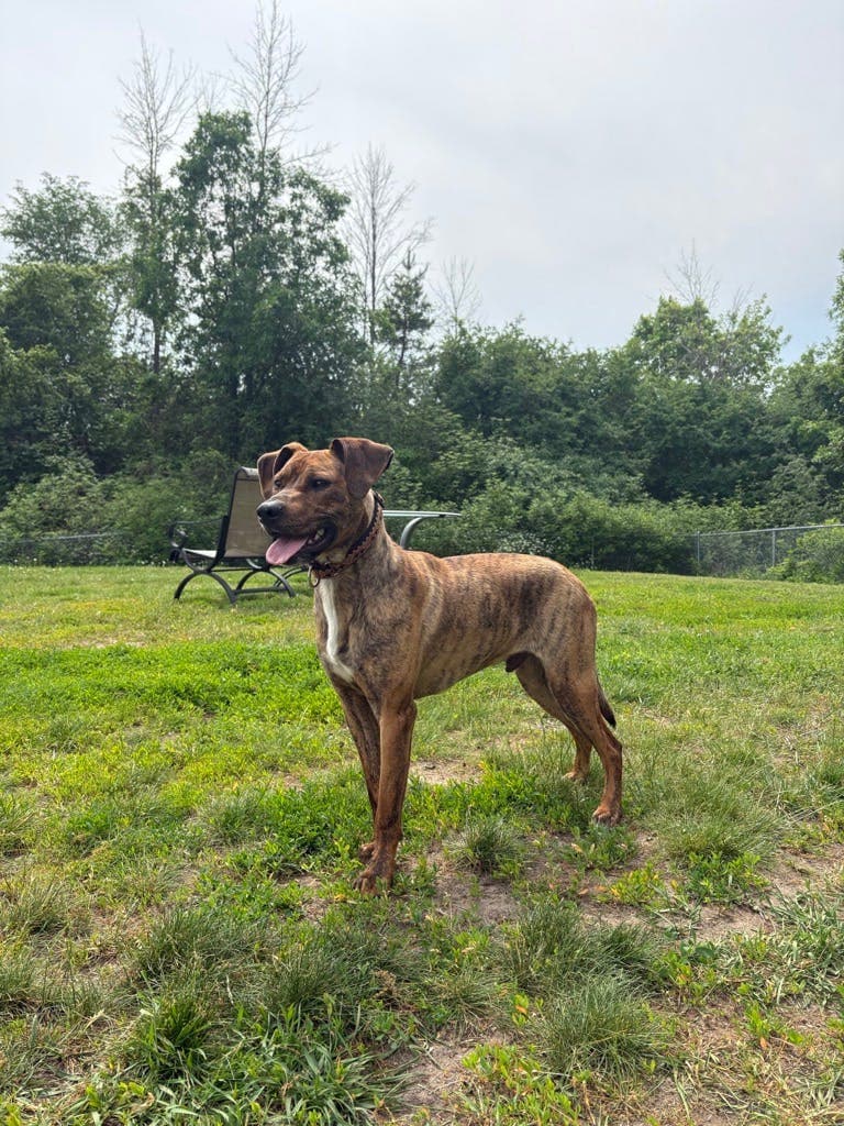 Calvin - Plott Hound available for adoption at Ontario SPCA (Ottawa Area) in Ottawa