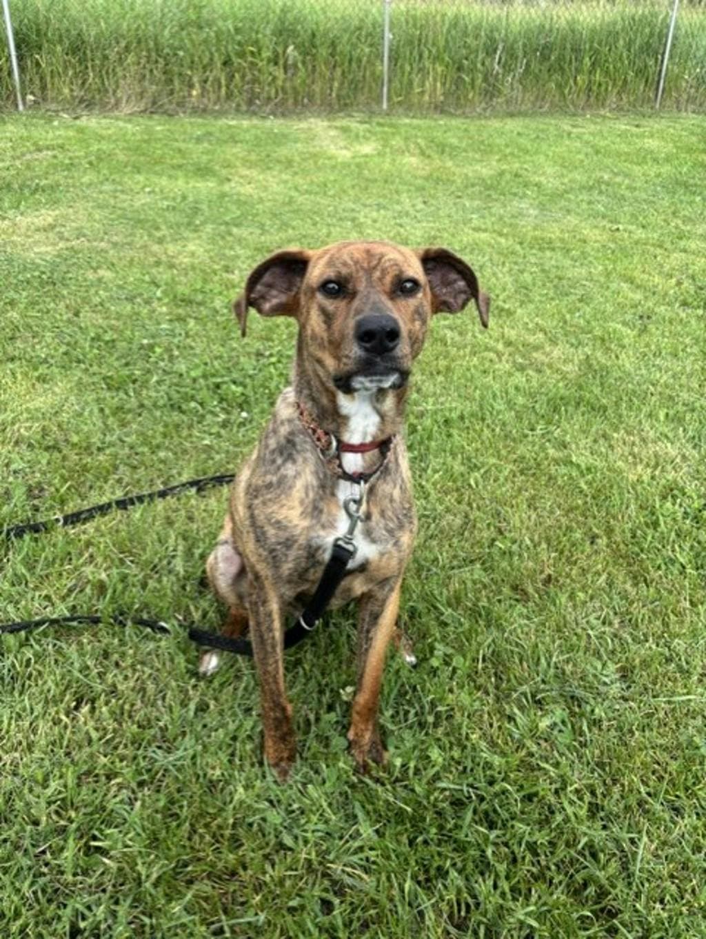 Calvin - Plott Hound available for adoption in Calgary