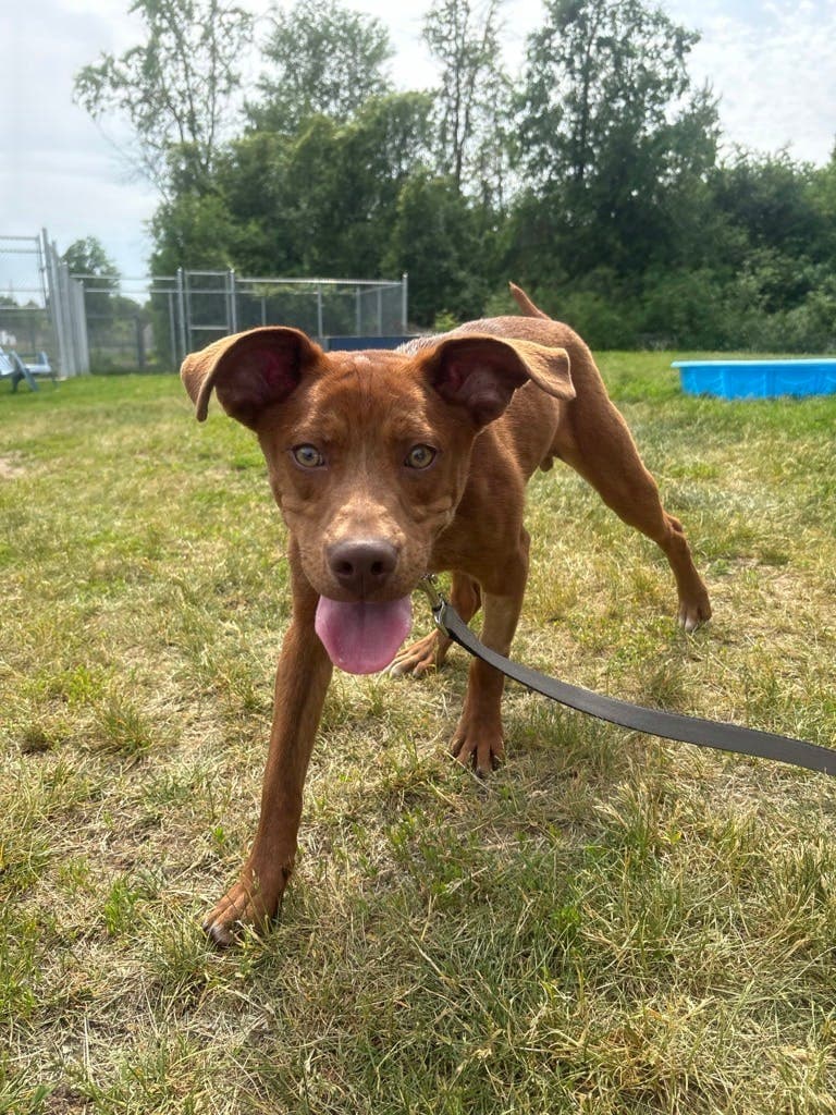 Moe - Royal Bahamian Potcake available for adoption at Ontario SPCA (Ottawa Area) in Ottawa