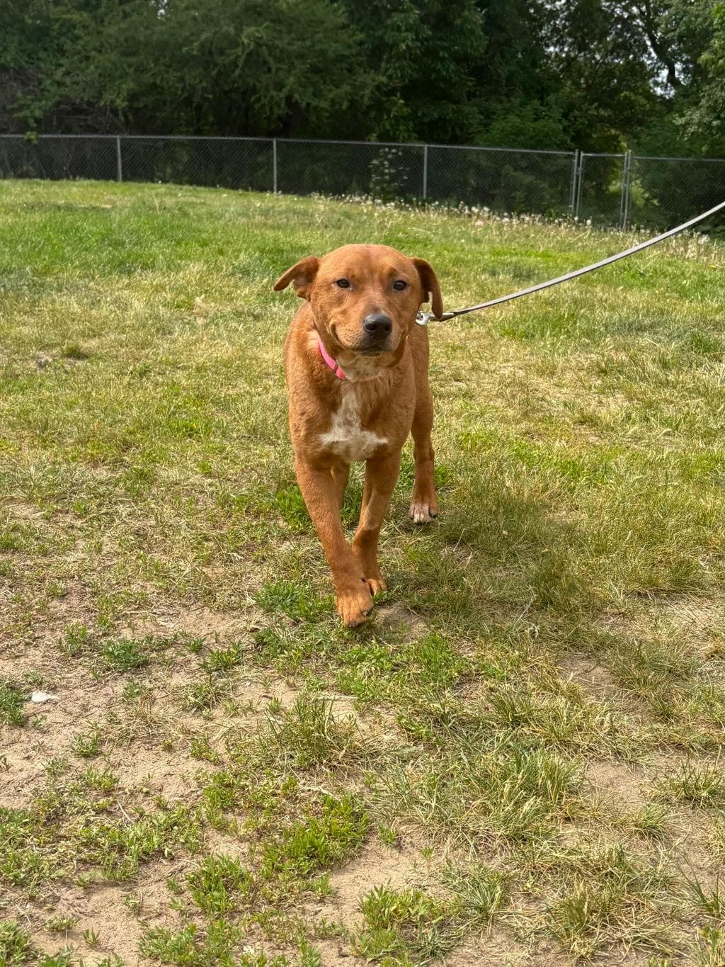 Gumby - Australian Cattledog available for adoption at Ontario SPCA (Ottawa Area) in Ottawa