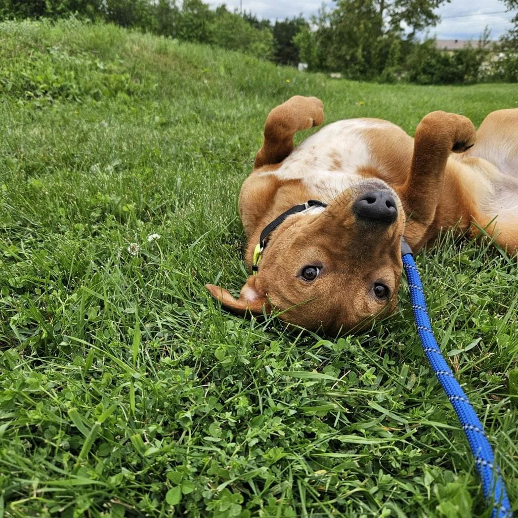 Gumby - Australian Cattledog available for adoption in Calgary