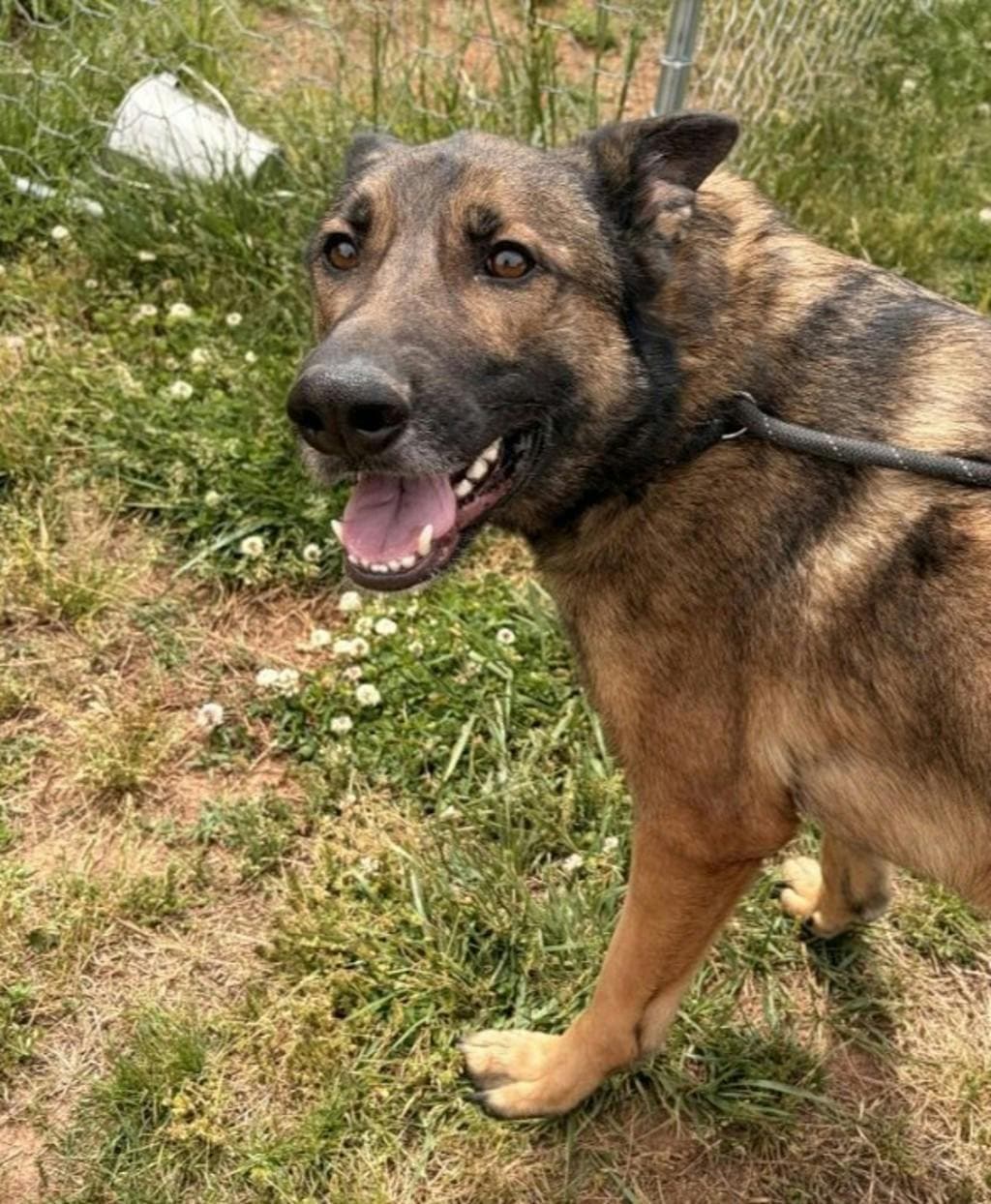 Brownie - German Shepherd available for adoption at Ontario SPCA (Ottawa Area) in Ottawa