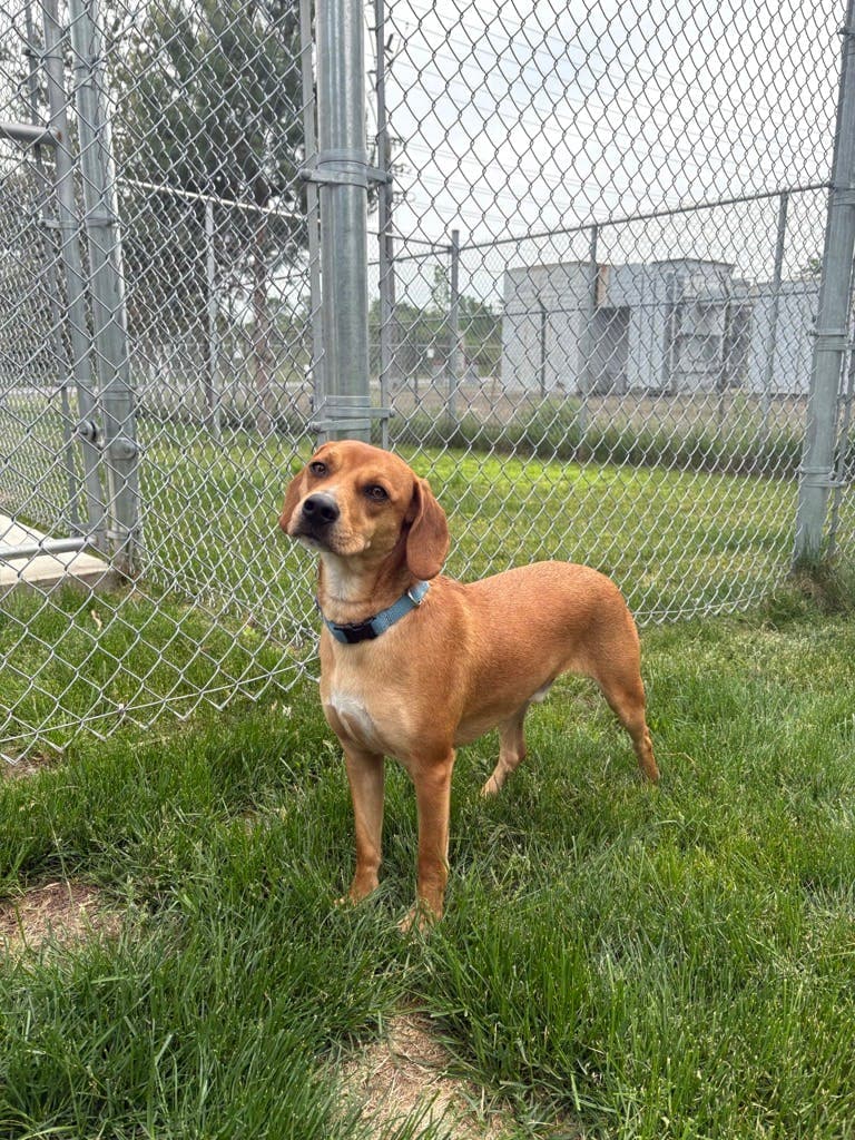 Remy - Beagle available for adoption at Ontario SPCA (Ottawa Area) in Ottawa