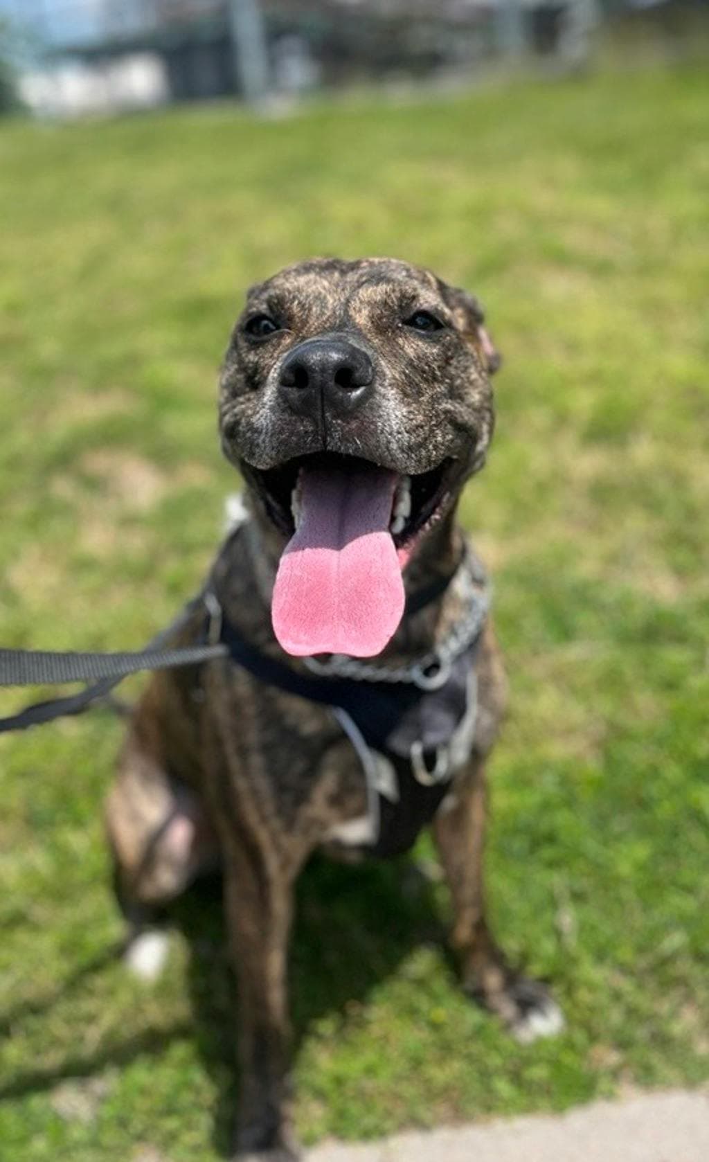 Luna - Labrador Retriever available for adoption at Ontario SPCA (Central Ontario) in Toronto
