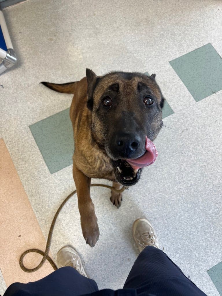 Bella - Belgian Shepherd - Malinois available for adoption at Ontario SPCA (Toronto Area) in Toronto