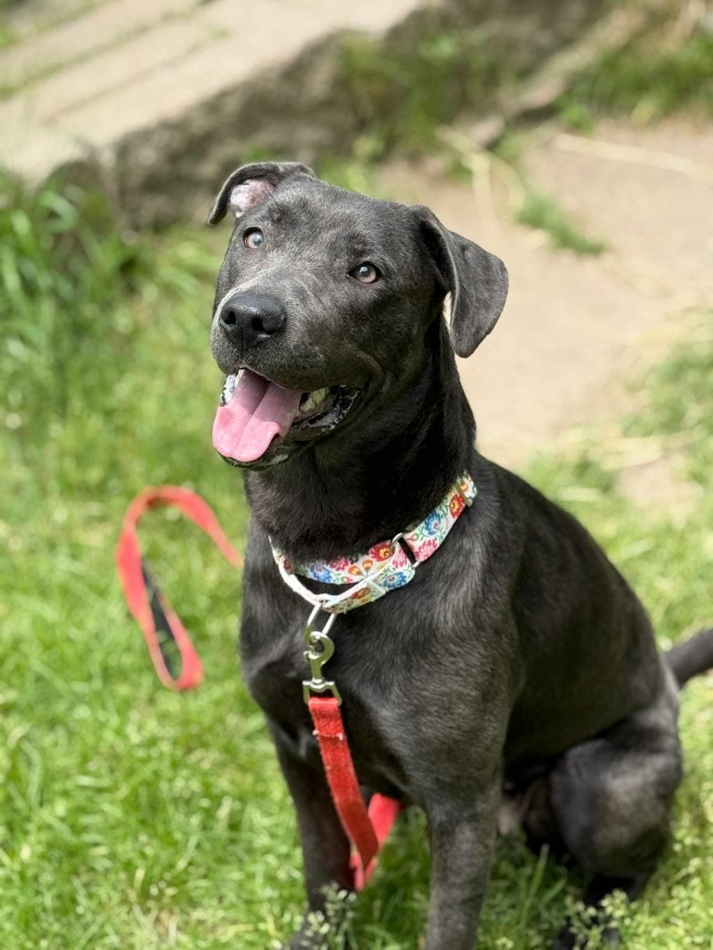 Poppy - Labrador available for adoption at Ontario SPCA (Ottawa Area) in Ottawa