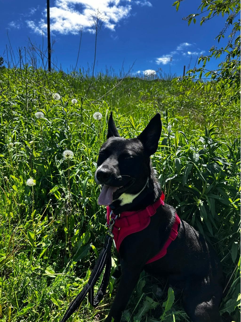 Baloo - Labrador Retriever available for adoption in Calgary