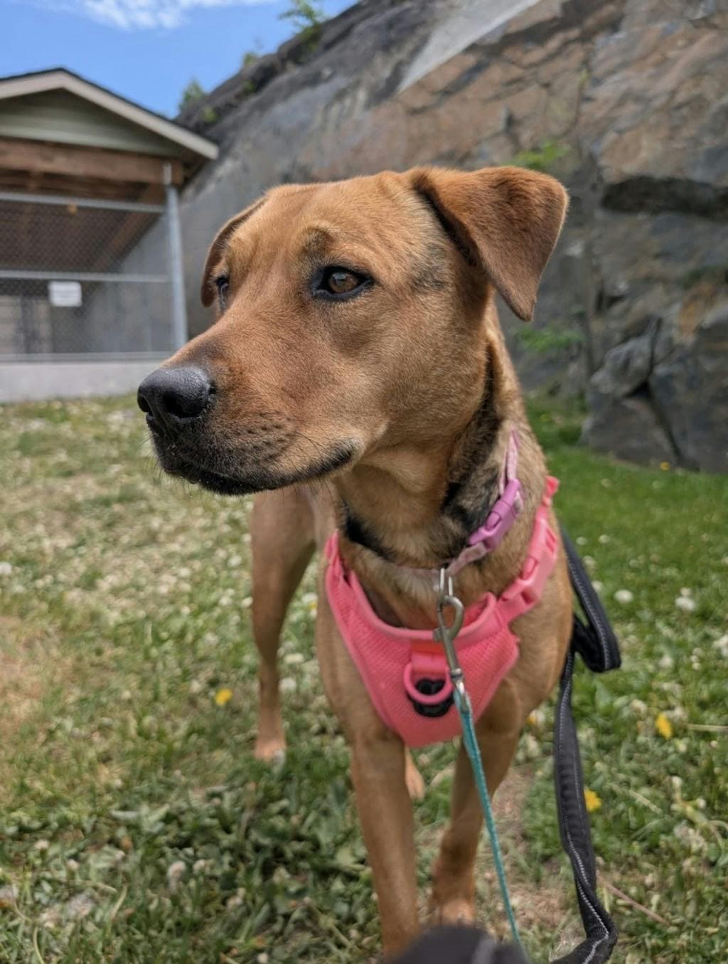 Mollie - Labrador Retriever available for adoption in Calgary