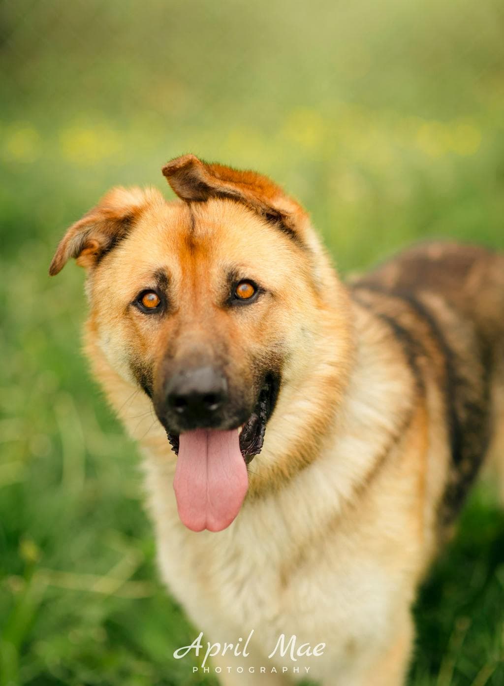 Zeus - German Shepherd available for adoption at Ontario SPCA (Central Ontario) in Toronto