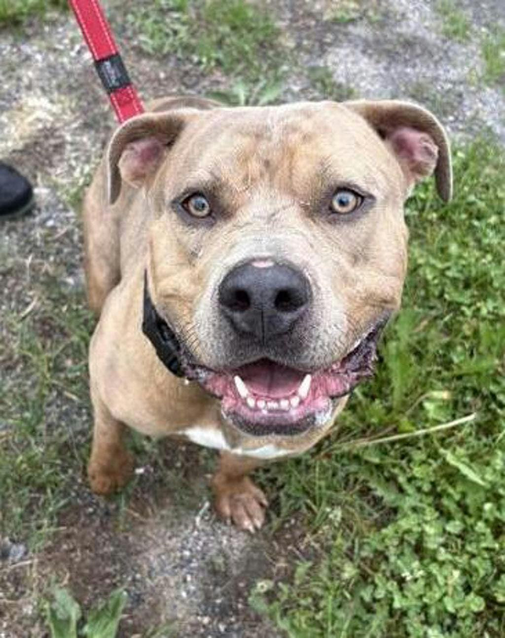 Warren - American Bulldog available for adoption at Ontario SPCA (Central Ontario) in Toronto