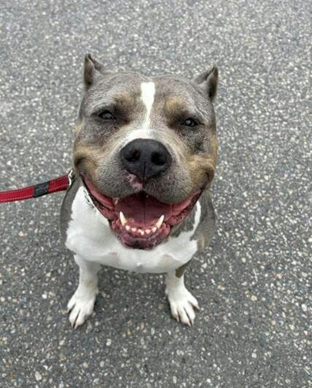 Winona - American Bulldog available for adoption at Ontario SPCA (Central Ontario) in Toronto