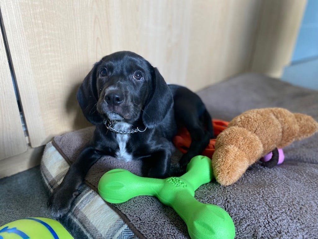 Rainbow - Beagle available for adoption at Ontario SPCA (Central Ontario) in Toronto