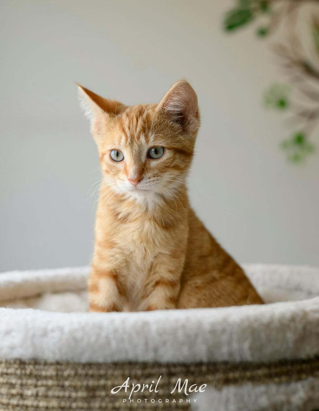 O’Brian (petsmart) - Domestic Short Hair cat available for adoption in Calgary