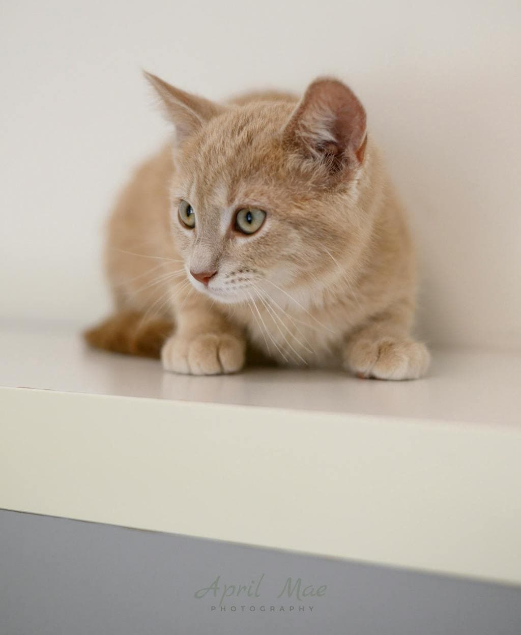 Canon (petsmart) - Domestic Short Hair cat available for adoption in Calgary