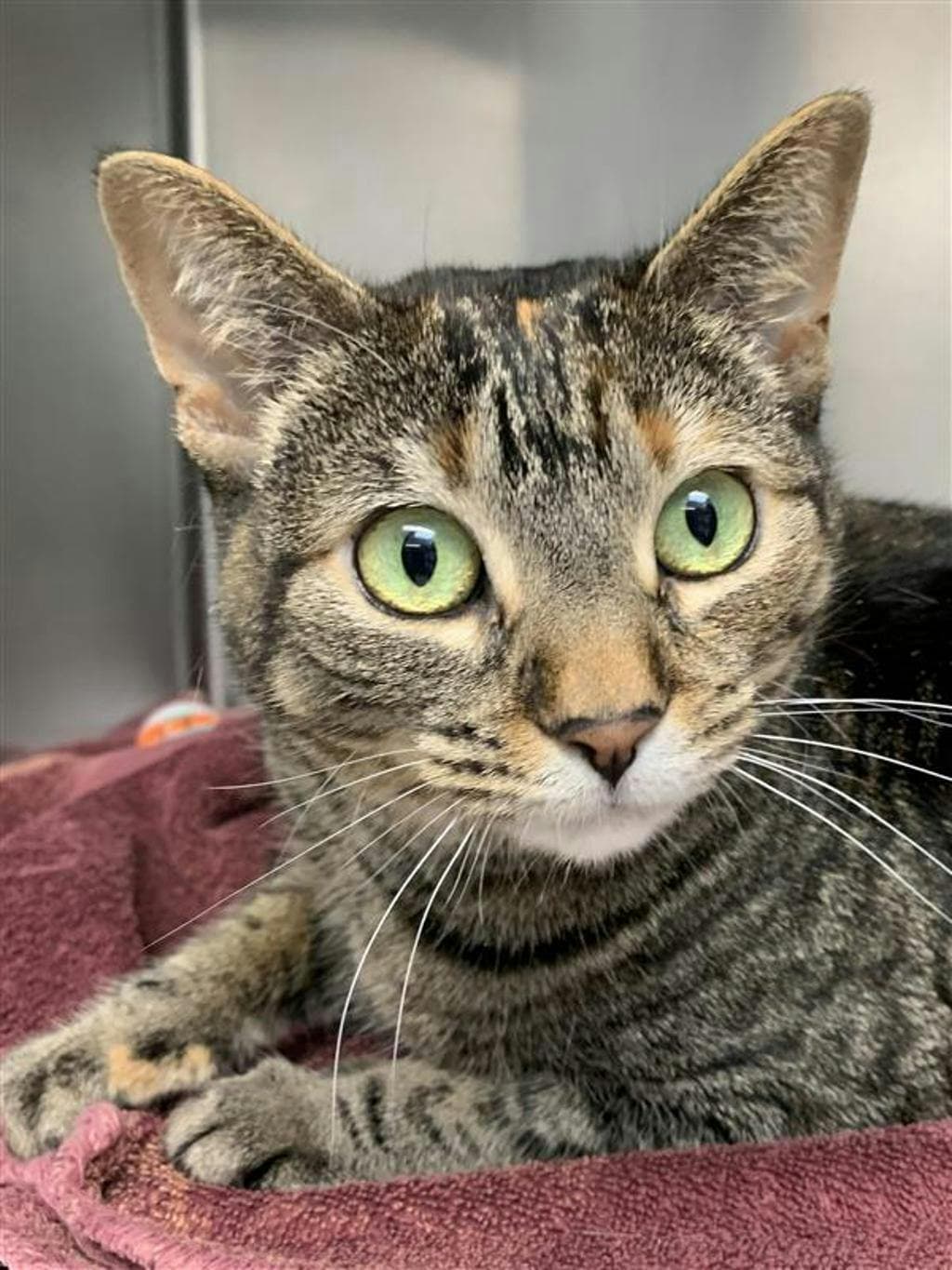 Zelda - Domestic Short Hair cat available for adoption in Calgary