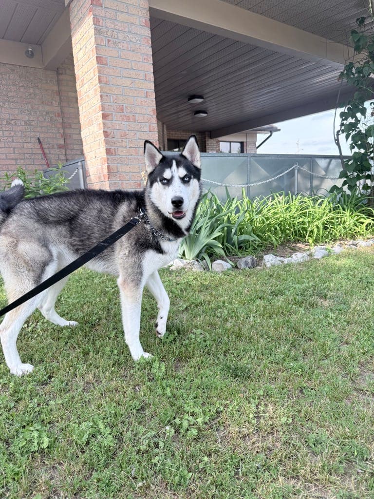 Archer - Siberian Husky available for adoption at Ontario SPCA (Central Ontario) in Toronto