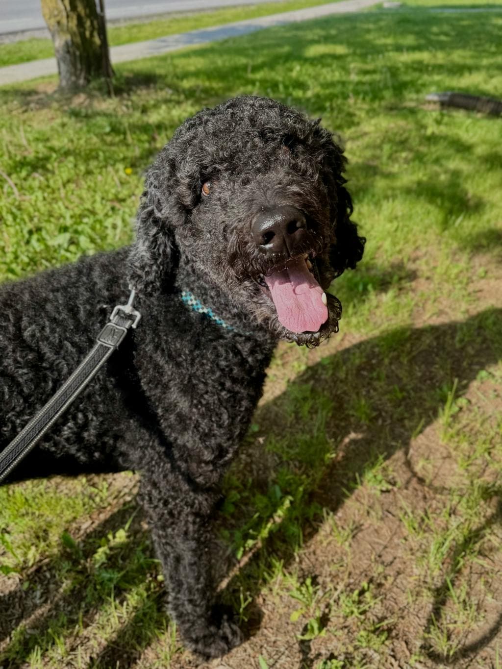 Chase - Poodle Standard available for adoption at Ontario SPCA (Central Ontario) in Toronto