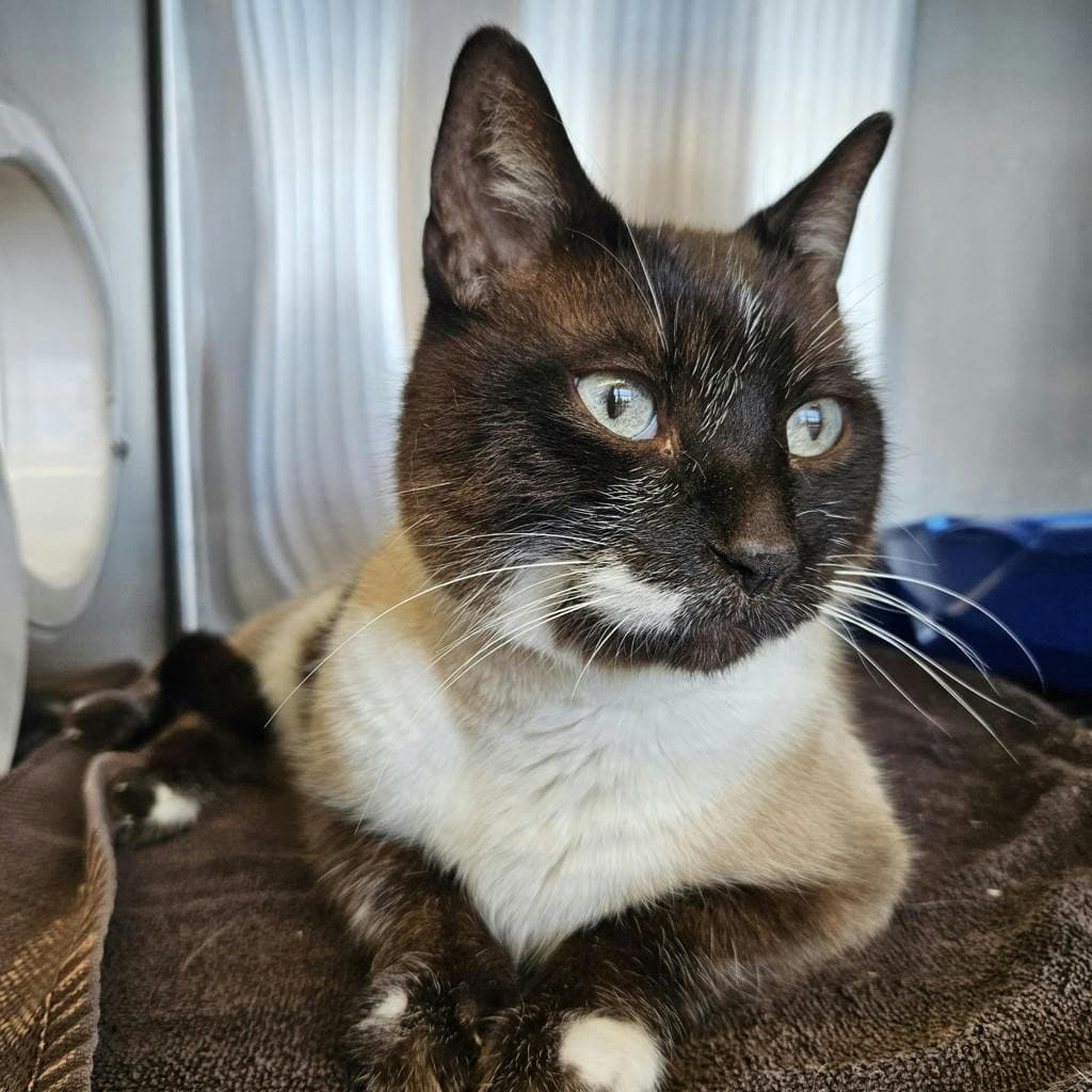 Maddaleno - Domestic Short Hair cat available for adoption at Ontario SPCA (Ottawa Area) in Ottawa