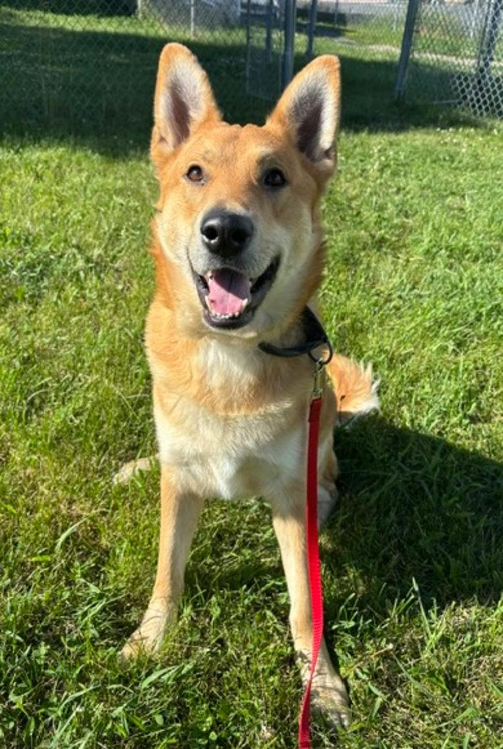 Whiskey - Shepherd available for adoption in Calgary