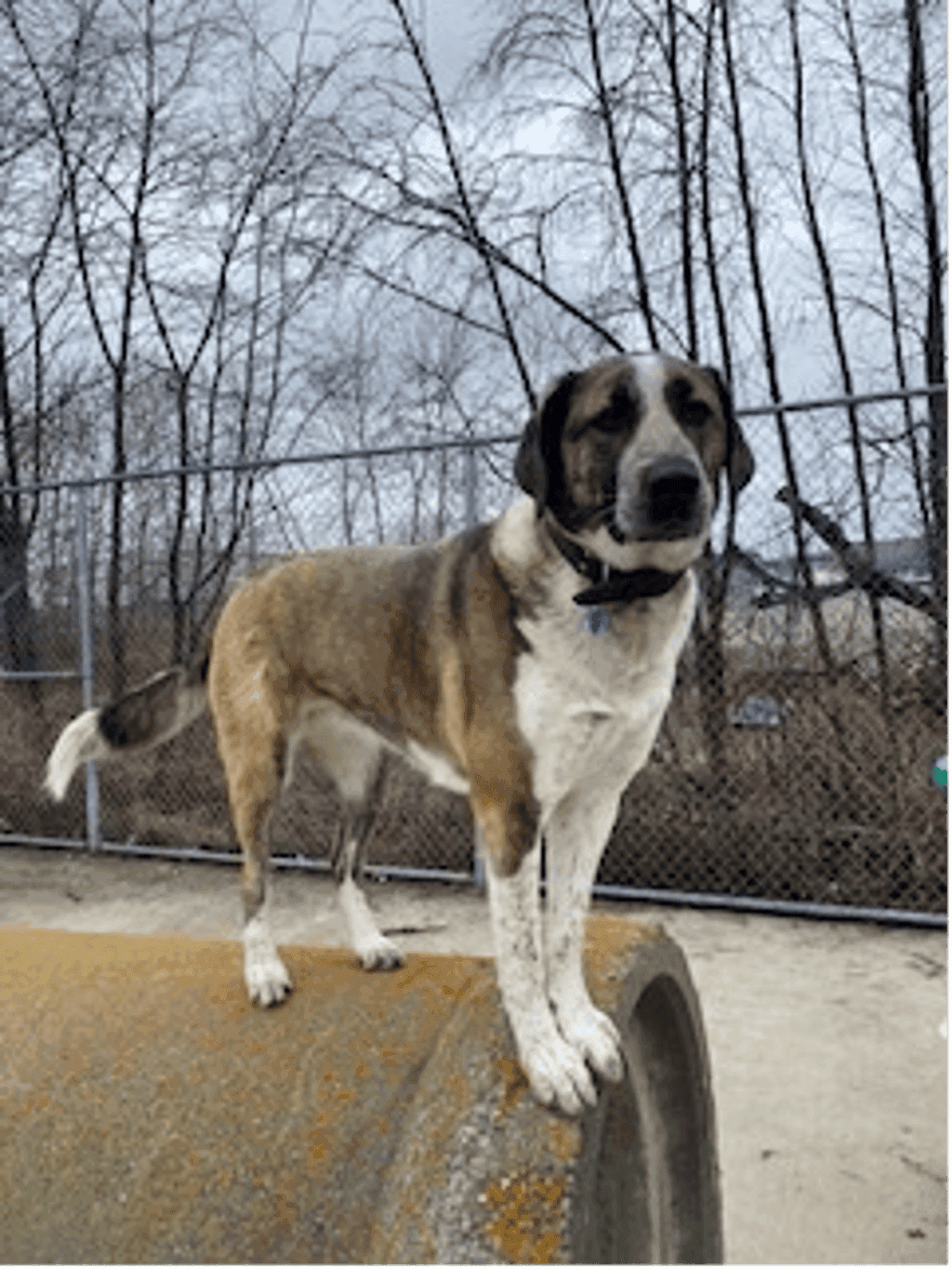 Dixie - Saint Bernard available for adoption at Ontario SPCA (Central Ontario) in Toronto