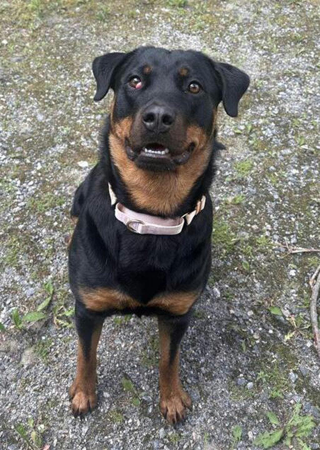 Ivy - Rottweiler available for adoption at Ontario SPCA & Humane Society in Bracebridge