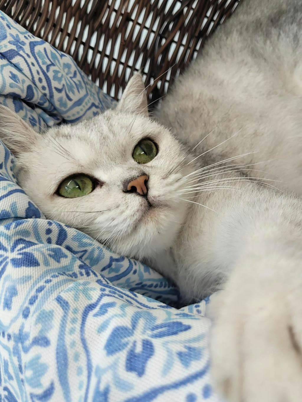 Lady Agatha Danbury - British Shorthair cat available for adoption in Calgary
