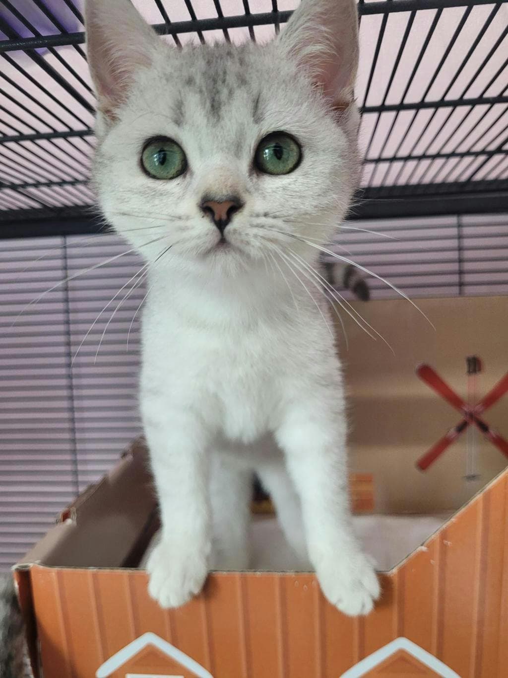 Prudence - British Shorthair cat available for adoption at Ontario SPCA (Central Ontario) in Toronto