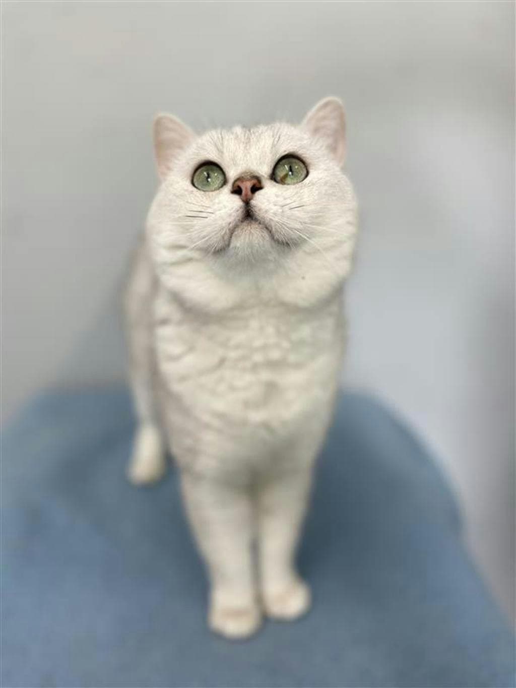 Benedict - British Shorthair cat available for adoption at Ontario SPCA (Central Ontario) in Toronto