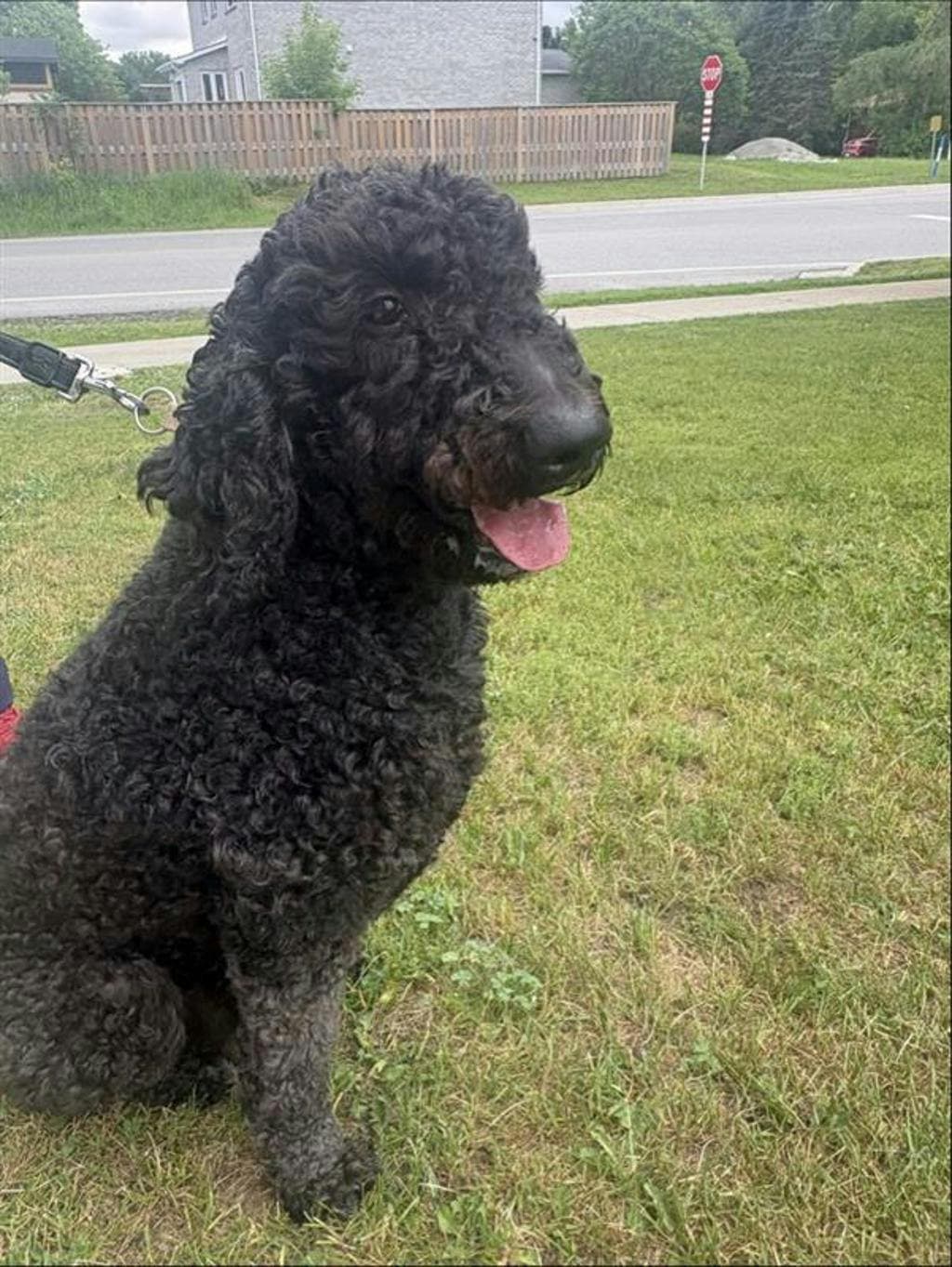 Oreo - Poodle Standard available for adoption at Ontario SPCA (Central Ontario) in Toronto