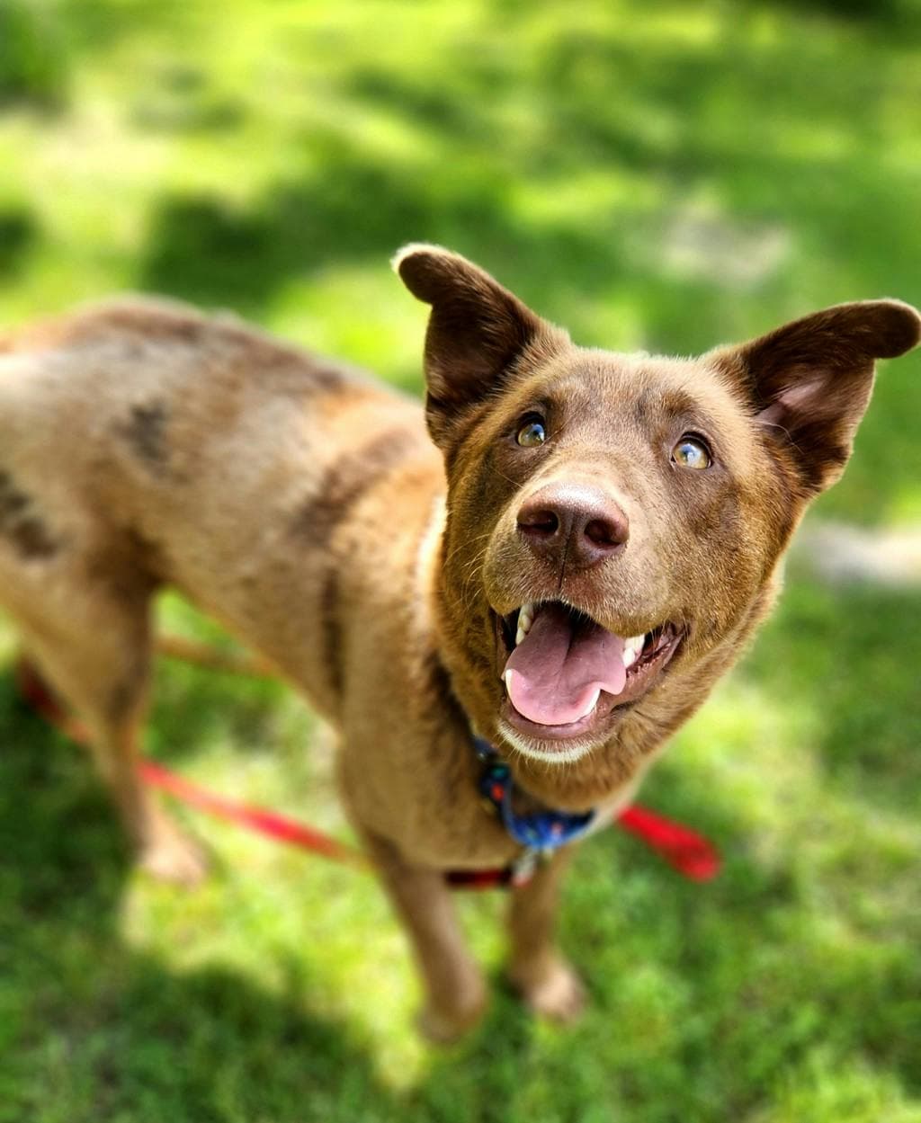Nestle - Labrador available for adoption at Ontario SPCA (Ottawa Area) in Ottawa