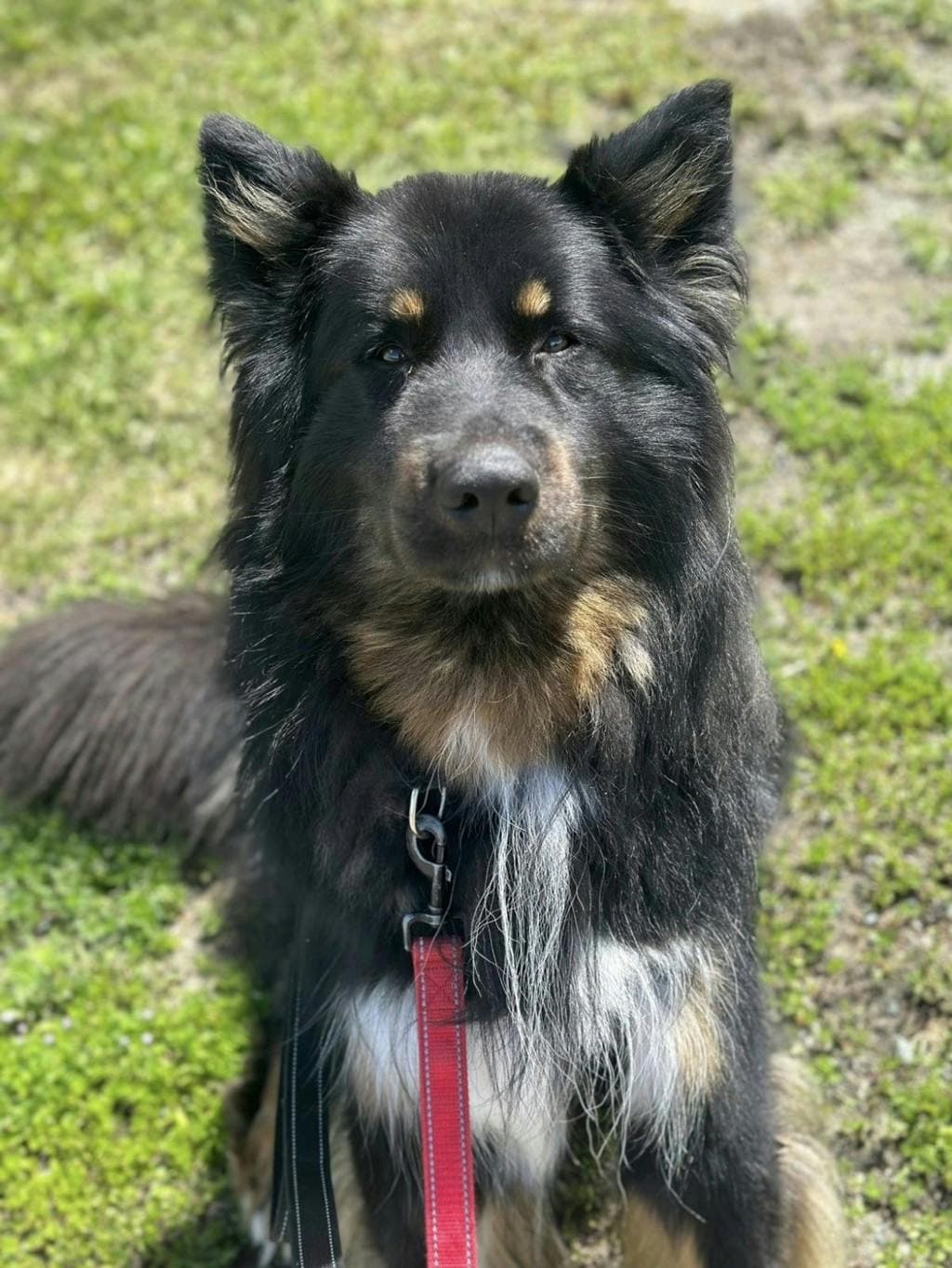 Chester - Alaskan Malamute available for adoption at Ontario SPCA & Humane Society in Sudbury